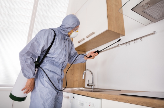 Diệt mối tận gốc Đà Nẵng – Giải pháp an toàn cho mọi công trình